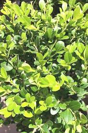50 diffe types of shrubs bushes