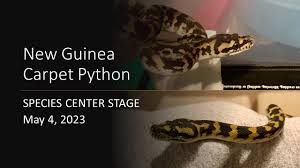 new guinea carpet python species