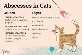 abscesses in cats