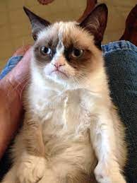 grumpy looking cat goes viral cheers