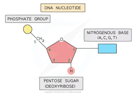 biological molecules nucleic acid and