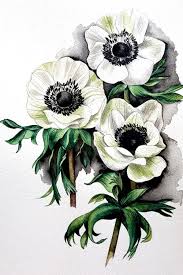 white anemone flower painting