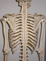 A smaller rib cage in the female is the foundation for what creates her shape. Rib Anatomy Numbers Page 1 Line 17qq Com