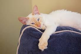 Just what is a flame point siamese cat? Flame Point Siamese Cat Info Traits Pictures Excitedcats