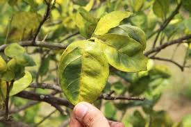 lemon tree diseases everything you