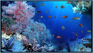 aquarium live for pc hd wallpaper pxfuel