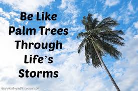 Image result for A palm tree in a storm