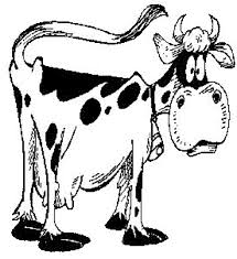 cow facts and cow trivia hubpages