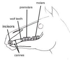 Diagram Of Horses Teeth 15 Year Old Horse Teeth Foal Teeth