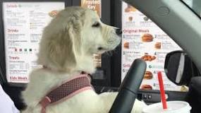 does-chick-fil-a-give-dog-treats