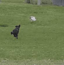24.85 kb ( 25443) added on 26 july, 2012. Animals Chase Gifs Tenor