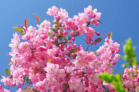 お庭で春を感じたい！】春に白やピンクのかわいい花が咲く庭木7選