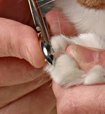 t your cat s nails cat