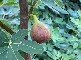 my midwest figs and how i grow them