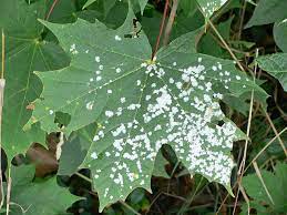Daily home & garden tip: Powdery mildew disfigures plants - oregonlive.com