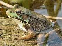 Image result for the history of frogs