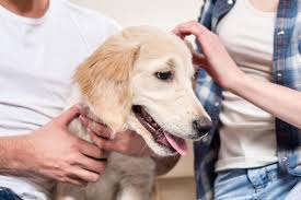 Spay and neuter surgery is the most common surgical procedure performed by veterinarians; How To Help Your Dog Recover After Spaying Or Neutering