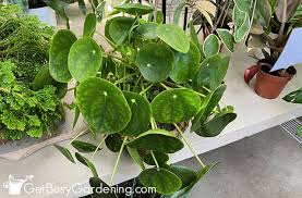 Chinese Money Plant Care How To Grow