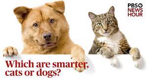 which are smarter cats or dogs we