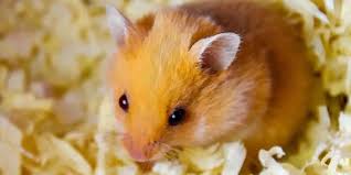 top 3 best hamster bedding safe vet