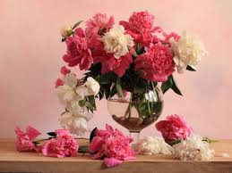 peonies wallpapers for