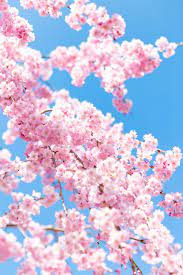 紅しだれ桜06 | 無料の高画質フリー写真素材 | イメージズラボ
