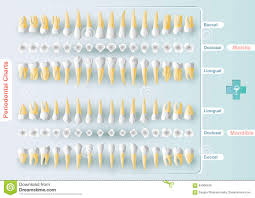 Dental And Periodontal Charting Illustration 64366539 Megapixl