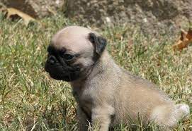 You should hopefully learn some ways to get some new friends to bond with on your way to building up. Adopt A Pug For Free Male Pug Puppy For Free Adoption Dubai City Pt98740 Pug Puppy Kittens And Puppies Puppies