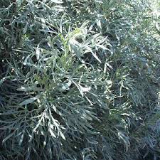 Artemisia arborescens at San Marcos Growers