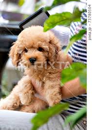 toy poodle puppy stock photo