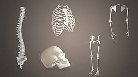 List Of Bones Of The Human Skeleton Wikipedia