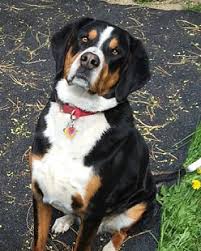 We rescue dogs, cats and some exotics. Ogden Ut Bernese Mountain Dog Meet Cisco A Pet For Adoption
