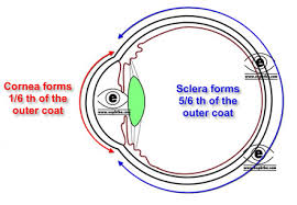 anatomy of cornea