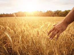 God's Heart in Four Fields