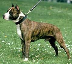Tattoo bull terrier brindle bull terrier english bull terriers staffordshire bull terrier all dogs best dogs animals and pets cute animals dog suit. American Pitbull Terrier Brindle Pet S Gallery