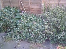 This list consists of both flowering and leafy plants. What Is This Plant Found In The Uk With Green And White Leaves With Purple Flowers Gardening Landscaping Stack Exchange