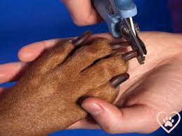 cut your pit bull s nails too short