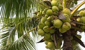 how to grow a coconut palm tree ta