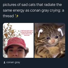 You can download cat crying face fear 83254 1920x1080 hd wallpaper for your desktop, notebook, tablet or. Added By Conangrsy Instagram Post I Love These Sad Cat Memes Conangray Conangray Conangraymemes Conangraycrying Conangraymeme Sadcat Sadcats Conangrayfan Conangrayfanpage Conangraypage Explorepage Checkmate Lookalike Greekgod