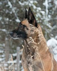 get to know the belgian malinois one