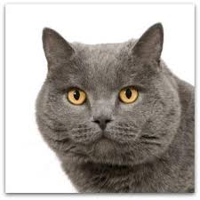 chartreux cat breed profile and facts