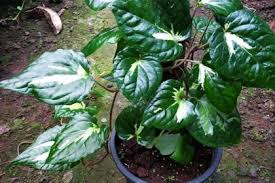 how to grow betel leaf plant nursery