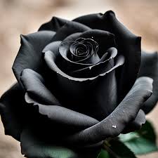 premium ai image a black rose with