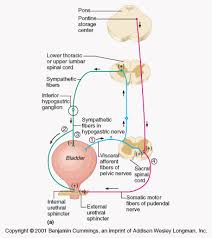 Urine Formation Renal Physiology Study Notes Spinal Cord