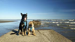 dog friendly beach getaway in galveston