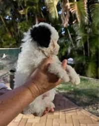 toy poodle x shih tzu dogs puppies