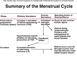 Menstrual Cycle Phases Flow Chart Bedowntowndaytona Com