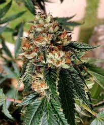 Ok, now your plant has gone through its vegetative state and has grown in height as much as it is going to, for the most part. Cannabis Light Schedules Vegetative Vs Flowering Stage Grow Weed Easy