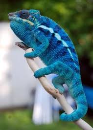 panther chameleon chameleon forums