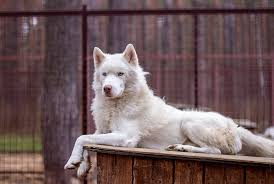 A Bored White Siberian Husky Lounges On